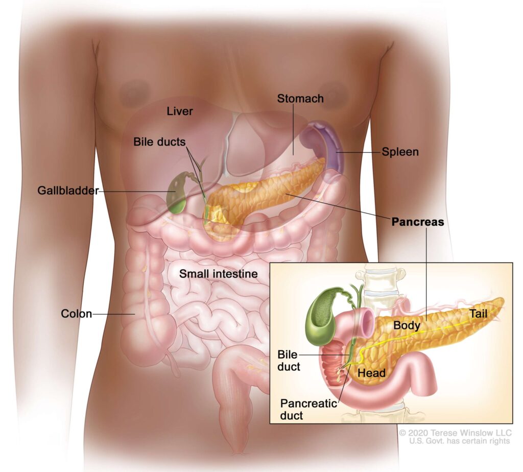 pancreas diagram